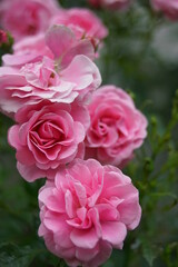 Rosen Blüten im Sommer Garten