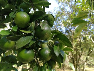 green apples on tree