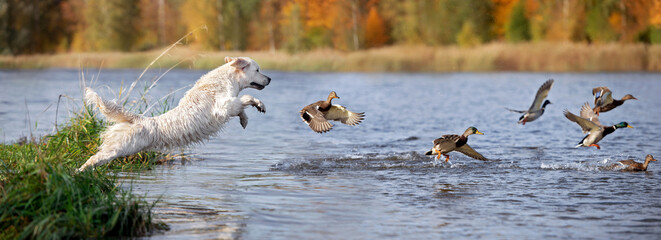 golden retriever dog jumping into water chasing ducks - Powered by Adobe