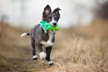 happy puppy bringing waste bags to clean up, running outdoors