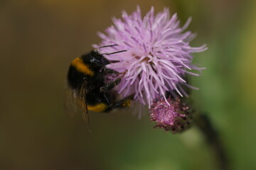 Hummel an einer Blüte einer Distel