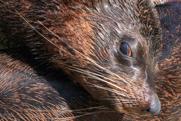 closeup of a fur seal