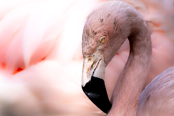 A close-up of a flamingo
