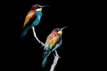 two bee eaters perched on a branch