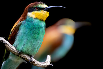 Portrait of a European Bee Eater