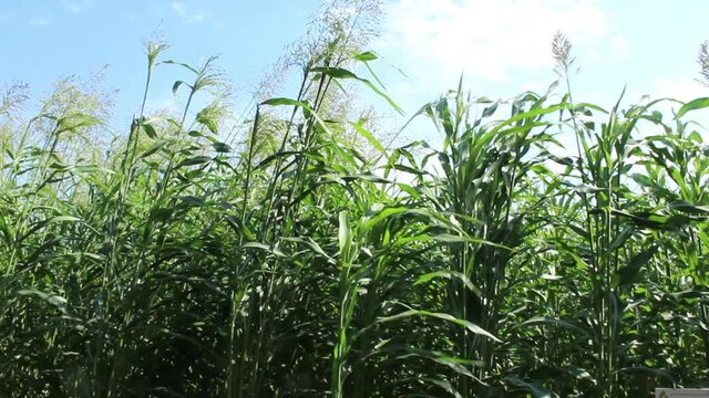 Sorghum cultivation for biomass production at sunny day