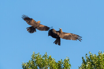 Nuptial flight of black kites in the sky over the Rhone River
