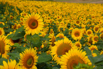 Fototapeta na wymiar Beautiful field of sunflowers on a summer's day in Bavaria, Germany.