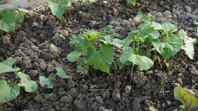 Kidney beans seedbed in garden in HD VIDEO. Patch of young green plants of kidney bean growing in the homemade garden.  Organic farming, healthy food, BIO viands, back to nature concept.