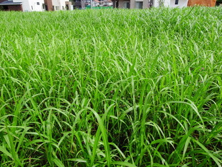 夏の朝の新興住宅地の野原風景