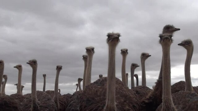 HD cloudy summer day video: flock of curious farm ostriches on a private farmland agricultural ranch near small town Witsand (White Sand) in Garden Route, Western Cape, South Africa