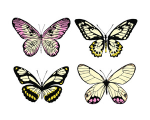 Fototapeta na wymiar Set of 12 realistic butterflies made in the same style. Vector illustration. 