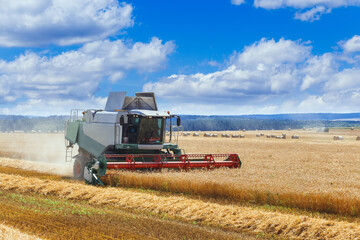 The combine harvests ripe wheat in the grain field.