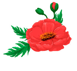 red poppy flower with buds