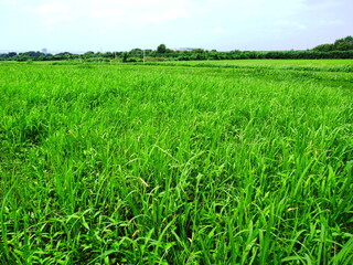 夏草茂る江戸川河川敷