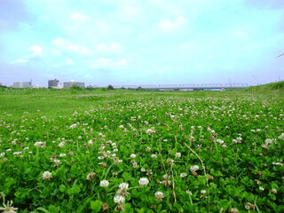 シロツメクサ茂る夏の江戸川河川敷風景