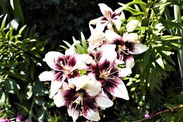 pink and white flower