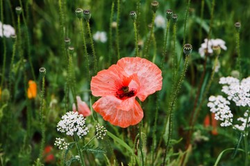 red poppy in the field