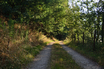 Fototapeta na wymiar Trail in the forest. Galizia, Spain
