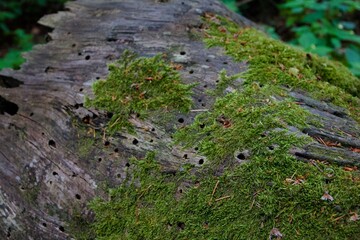 moss on a tree trunk