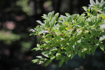 Forsysthienzweige im Vordergrund vor einem Wald im sommer