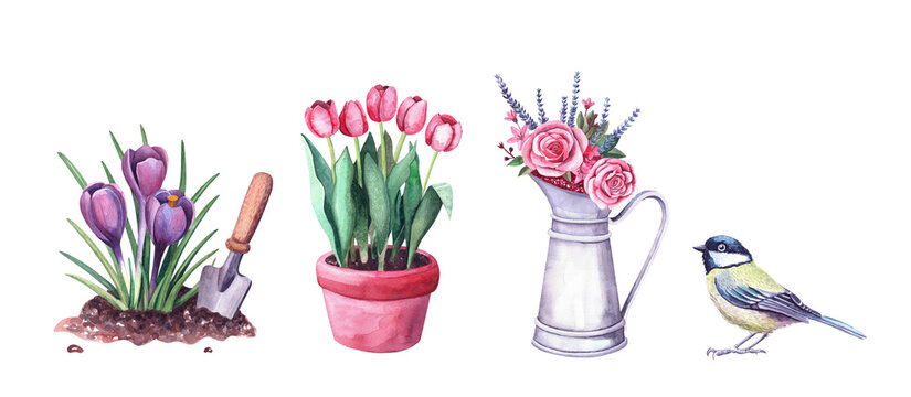 Illustration set for garden with watercolor. Flowers in the soil, arrangement in a vintage metal pitcher, tit bird.