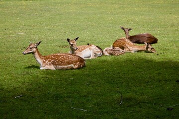 deer in the grass
