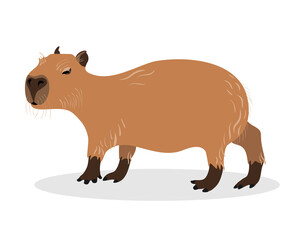 Capybara on a white background. Animals of South America.