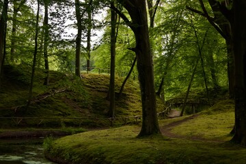 trees in the forest