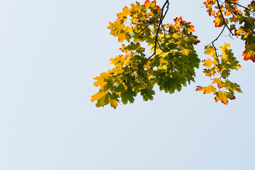 A branch of a tree with yellowed leaves