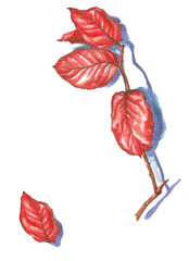 autumn red leaves on a tree branch