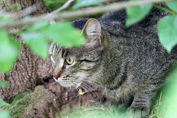 Tabby cat hunts in the summer forest, view through the leaves