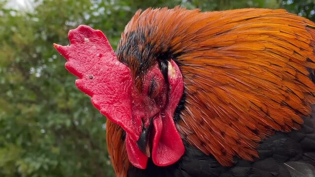 Rooster Sleeps on a Pole. Rooster dozing sitting on the fence, then suddenly wakes up