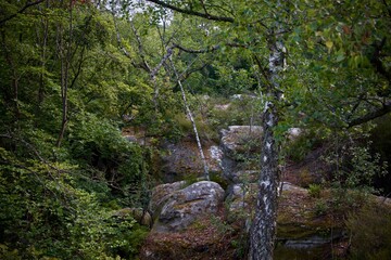 rocks with trees
