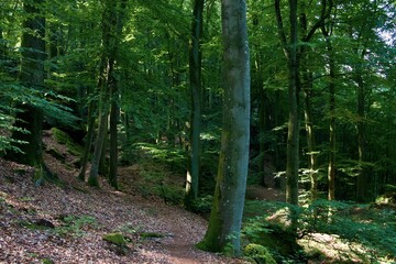 footpath in the woods