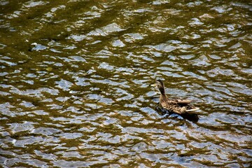 Dzika kaczka w rzece  © merko