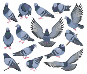 Dove bird isolated cartoon set icon. Pigeon vector cartoon set icon. Vector illustration dove bird on white background.