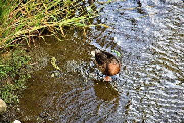 Dzika kaczka w rzece  © merko