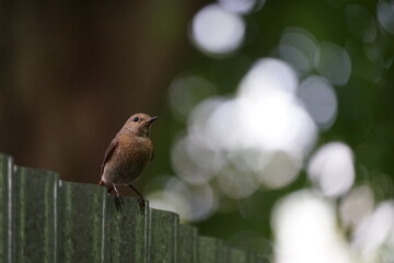 Flycatcher on the border