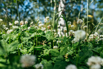white Flowering clover Trifolium pratense. selective focus macro shot with shallow DOF