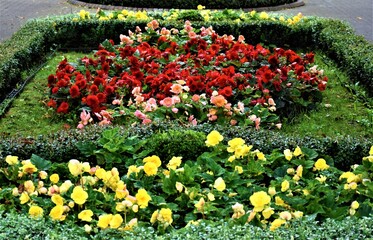 Kwitnące begonie  © merko