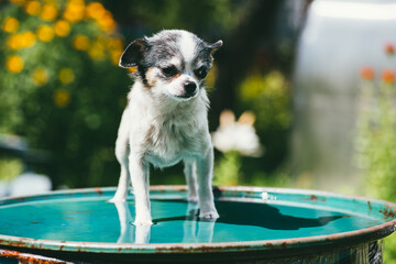 A small and funny Chihuahua dog standing on the lid of a barrel filled with water against a blurred summer garden. Stay at home coronavirus covid-19 quarantine concept