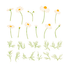 Set of hand-drawn daisies in gentle colors. Isolated on white background. Vector illustration