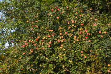 Fototapeta na wymiar Red apples on the apple tree branch
