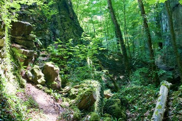 moss covered rocks in forest