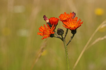 Florale Textur als Hintergrund mit unterschiedlichen Farben und Formen einer Pflanzlichen Gestalt zur sommerlichen Jahreszeit