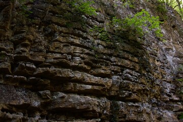 rock wall in forest