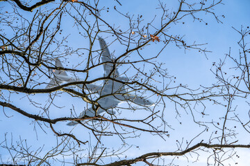 Airplane framed by tree