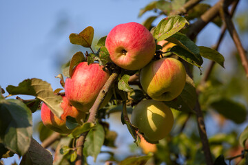 Red apples on the apple tree branch against the blue sky, close-up