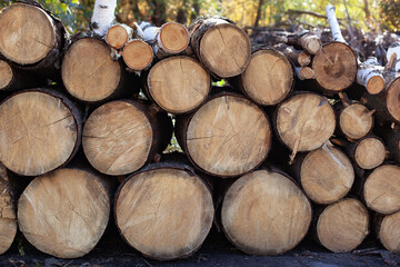 Wooden Logs with Forest on Background. Trunks of trees cut and stacked in the foreground. Pile of wood logs on edge of forest. Stacked Firewood. Log trunks pile, logging timber wood industry. firewood